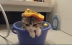 超搞笑！！猫咪和水的一些事